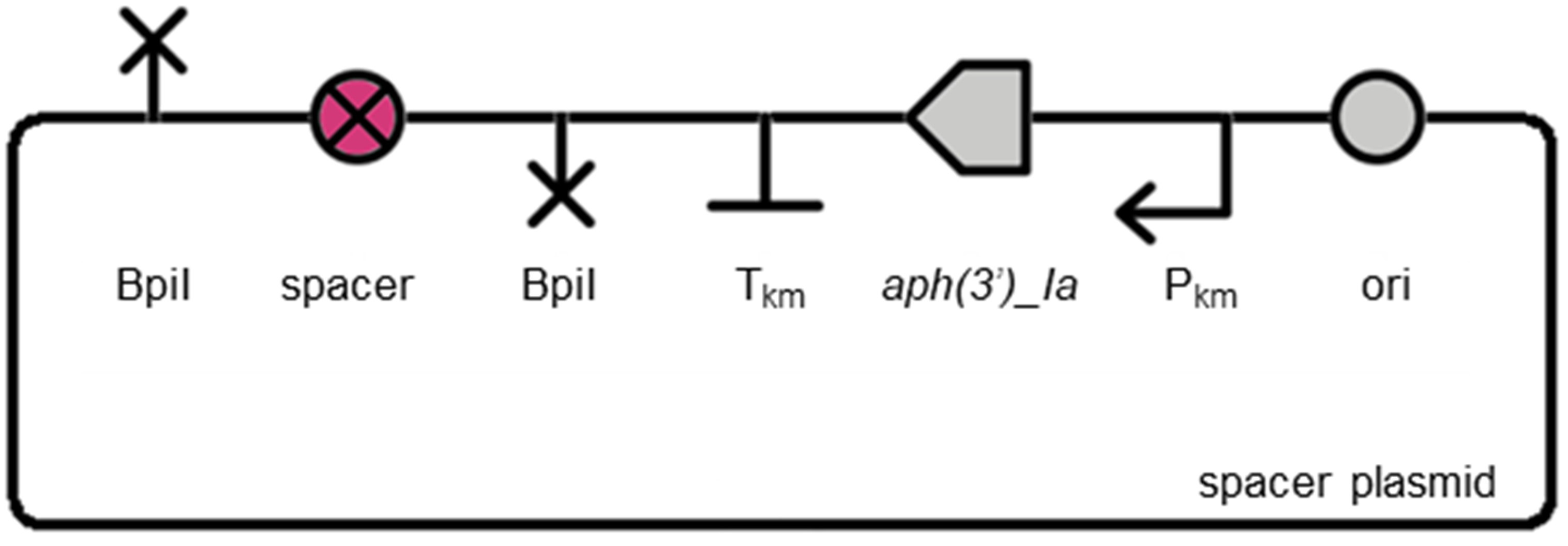 Plasmid assembly and insertion sequence design CyanoSource